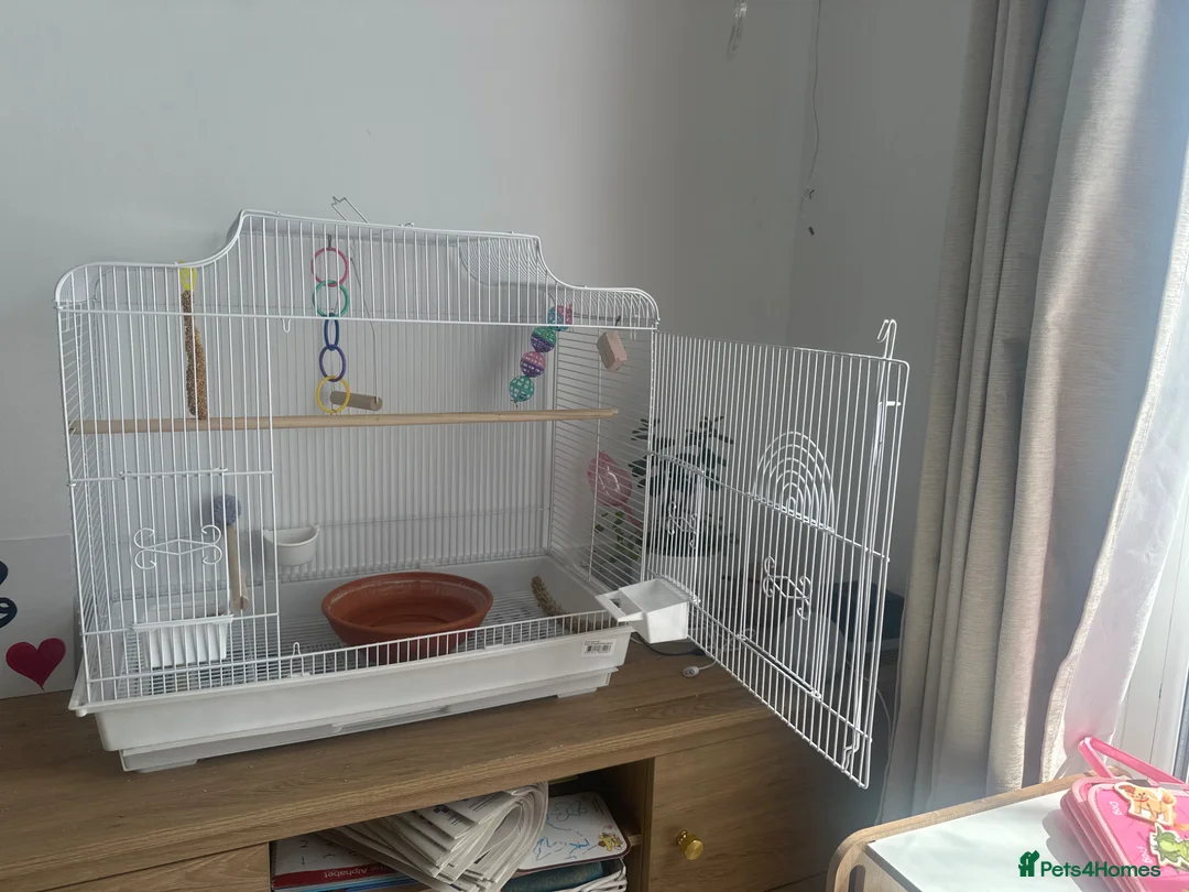 Budgerigars birds for sale: Budgie cage  in Rochester - Advert 1