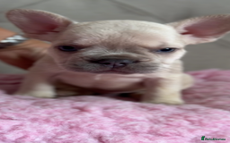 French Bulldog dogs for sale: French bulldog, Floodles, Furnishings  - Image 13
