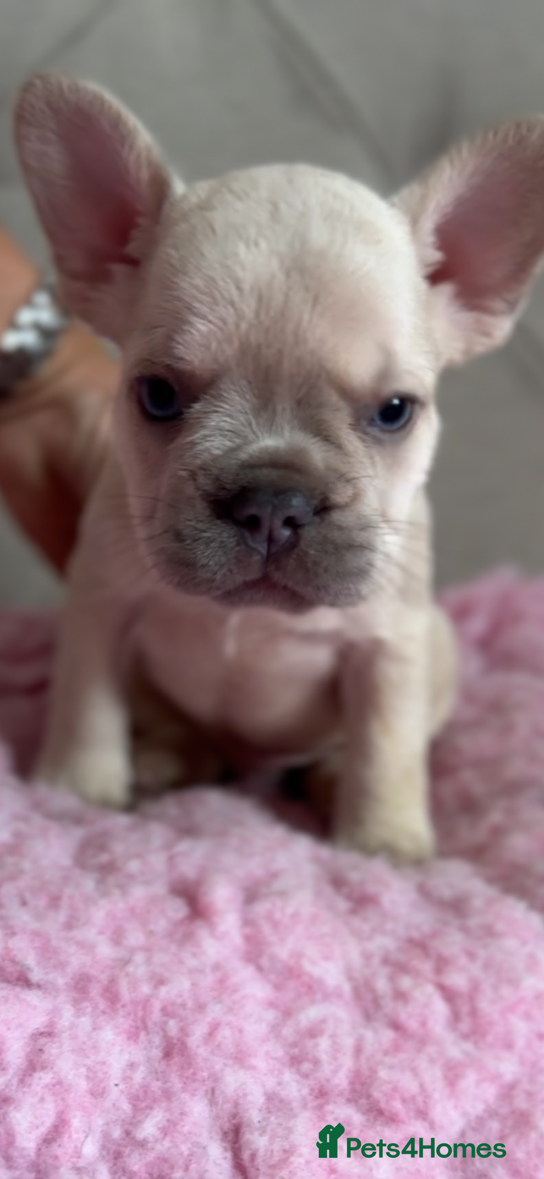 French Bulldog dogs for sale: French bulldog, Floodles, Furnishings  - Image 13
