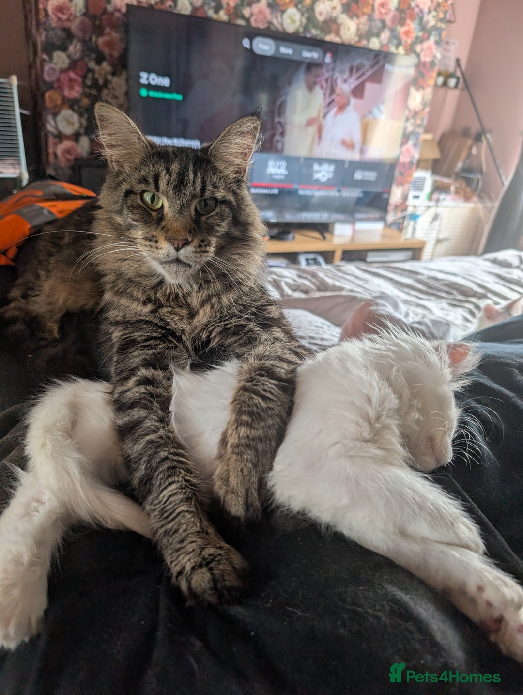 Maine Coon cats for sale: Last gorgeous Maine coon baby  - Image 3