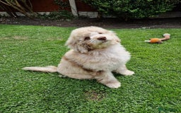 Cockapoo dogs for sale: Cockerpoo girl 11weeks old  - Image 25