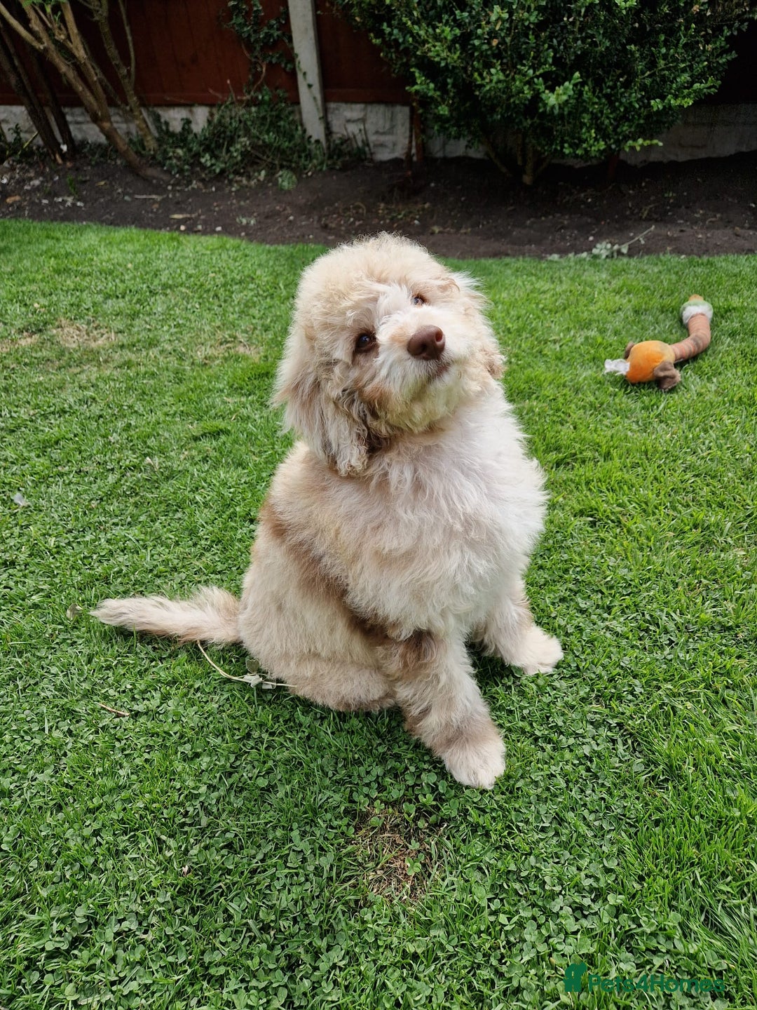 Cockapoo dogs for sale: Cockerpoo girl 11weeks old  - Image 25