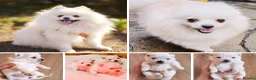 Pomeranian dogs for sale: Stunning White/Cream Pomeranian Puppies - Advert 1