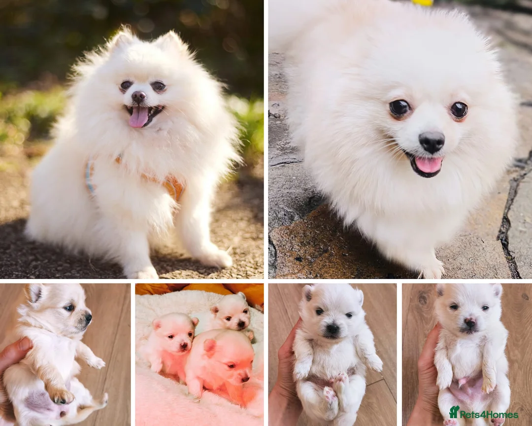 Pomeranian dogs for sale: Stunning White/Cream Pomeranian Puppies - Advert 1