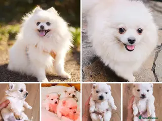 Pomeranian dogs Stunning White/Cream Pomeranian Puppies - Advert 1