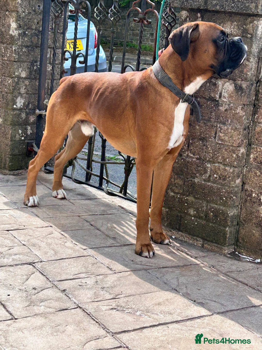 Boxer dogs for stud: Proven Handsome KC reg boxer-Heart score 0 in Tredegar - Advert 20