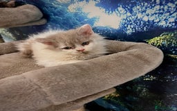 Selkirk Rex cats for sale: Gorgeous Selkirk Rex kittens - Image 38