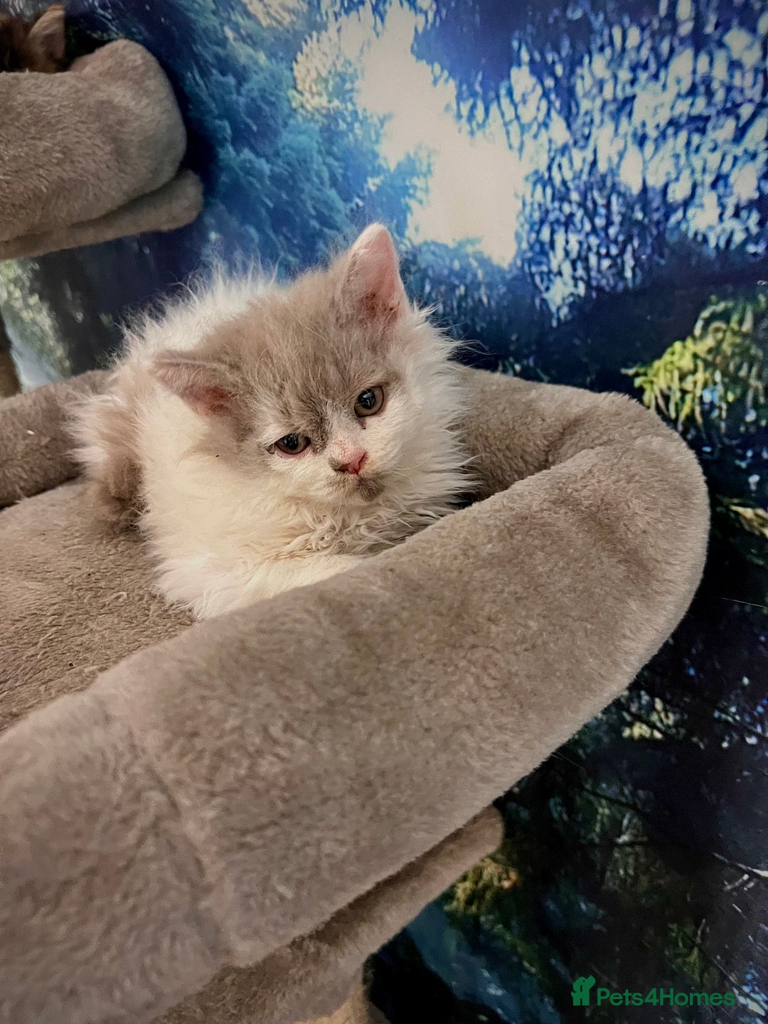 Selkirk Rex cats for sale: Gorgeous Selkirk Rex kittens - Image 38