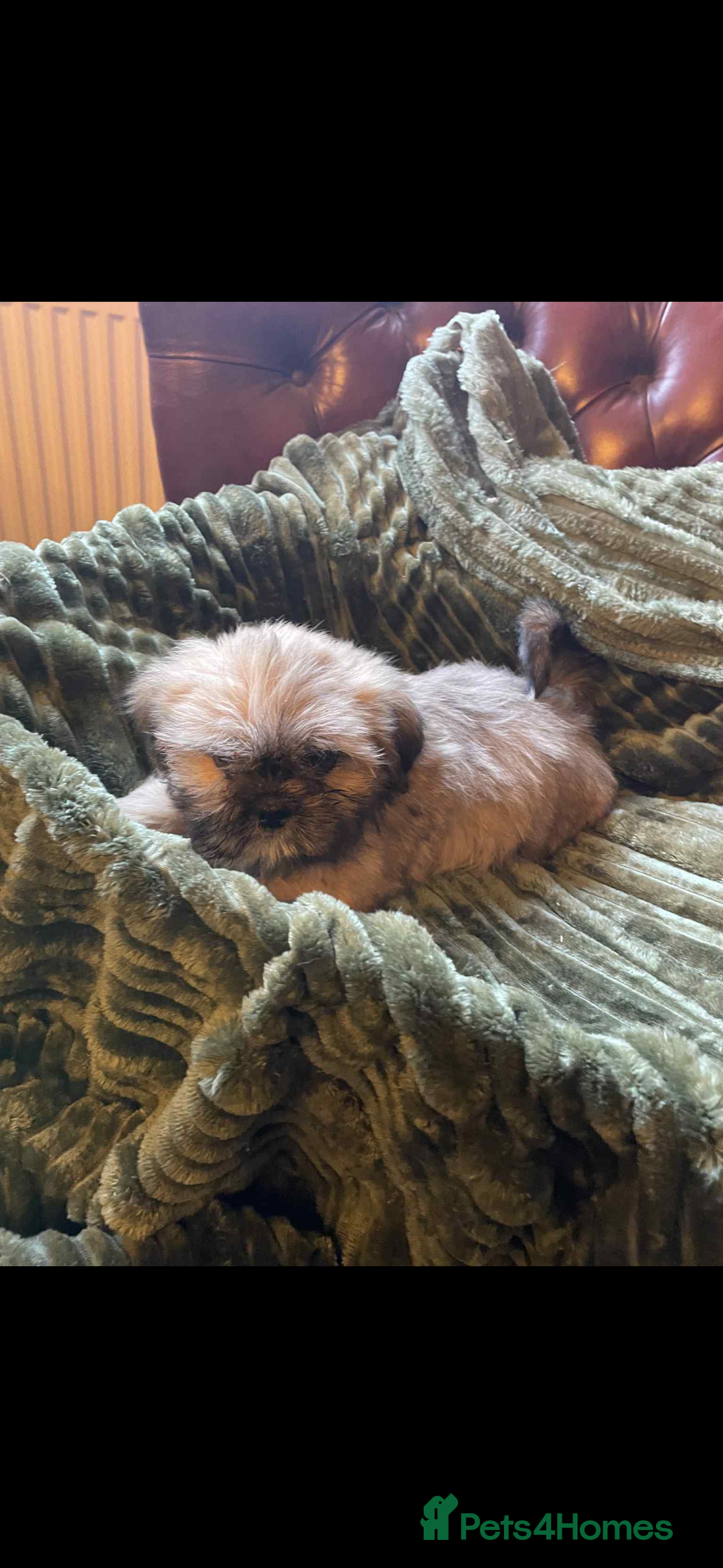 Mixed Breed dogs for sale: Shih Tzu cross Lhasa Apso puppies  - Advert 3