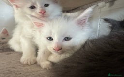 Maine Coon cats for sale: 2 Mainecoon pedigree kitten - Image 17