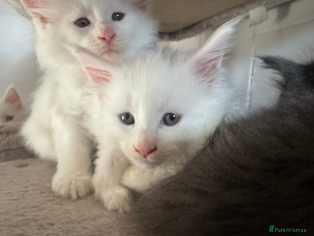 Maine Coon cats for sale: 2 Mainecoon pedigree kitten - Image 17