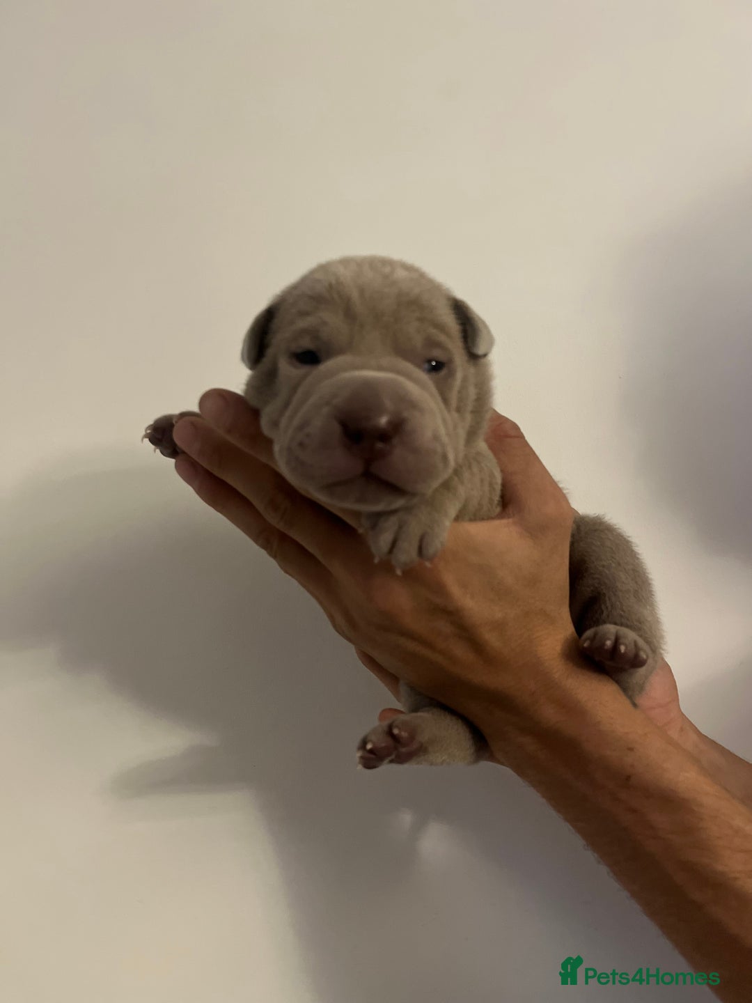 Shar Pei dogs for sale: Shar-pei Puppies - Advert 4