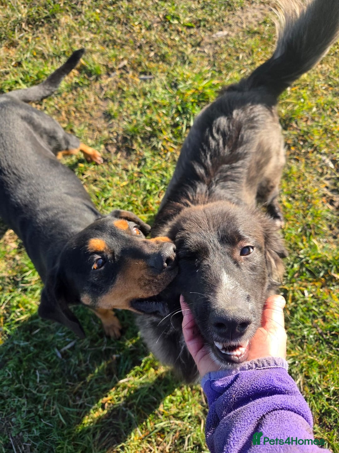 Mixed Breed dogs for adoption: 🐾 BELLA – A Brave Heart Ready to Love Again 💛 - Advert 6