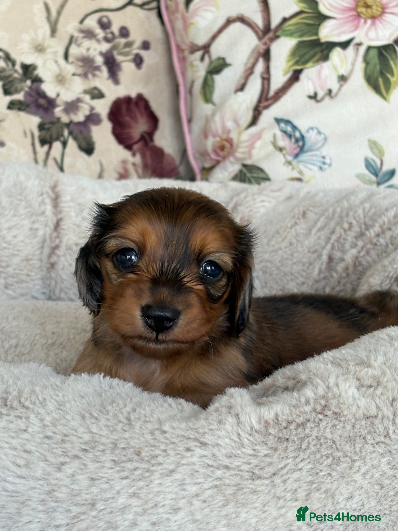 Miniature Dachshund dogs Beautiful miniature long hair dachshund  - Advert 7