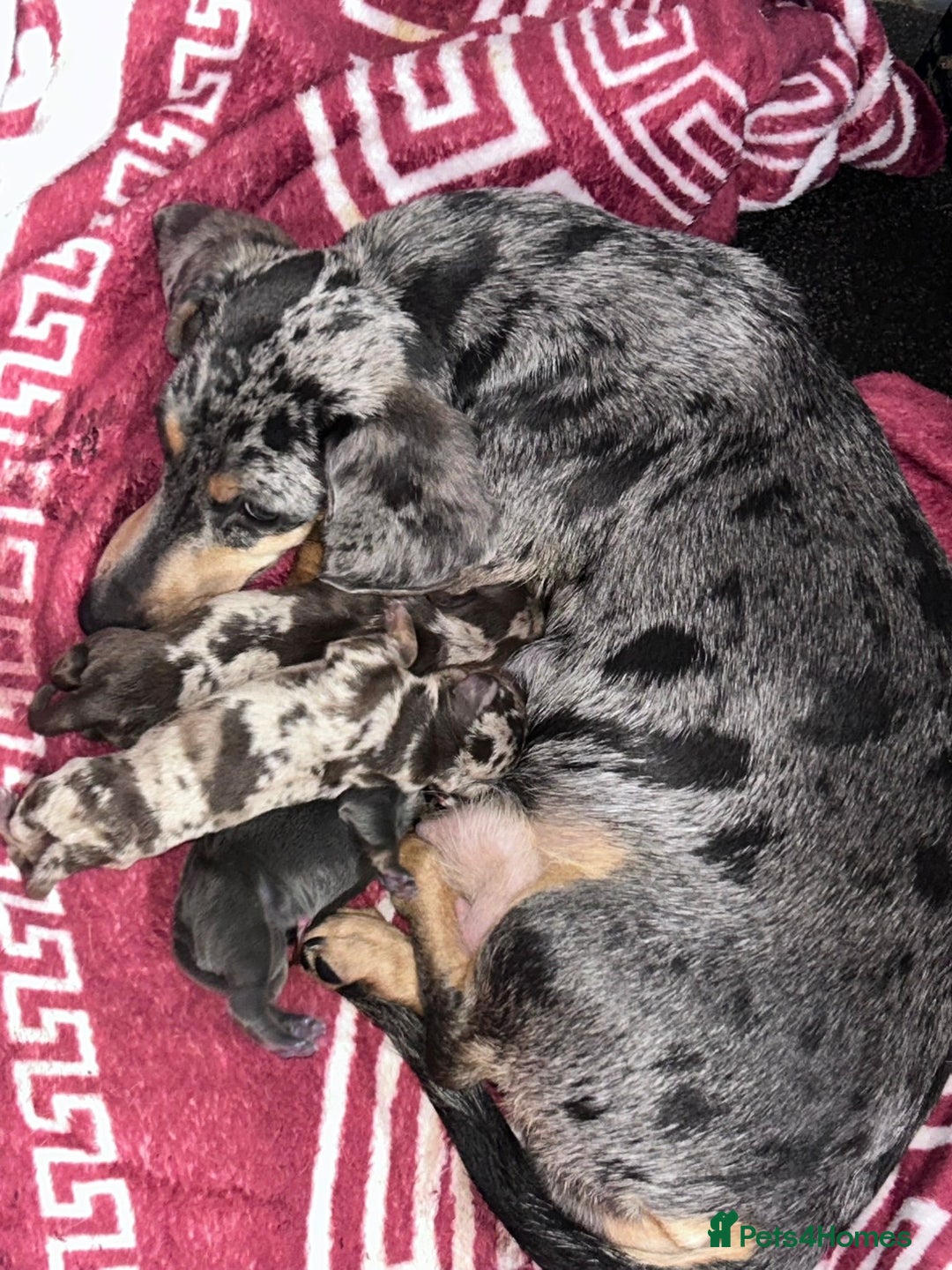 Miniature Dachshund dogs for sale: Kc registered Miniature dashaund puppy’s  - Advert 2