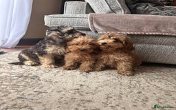 Cockapoo dogs for sale: F1 cocapoos ready to leave in Bishop's Stortford - Image 6