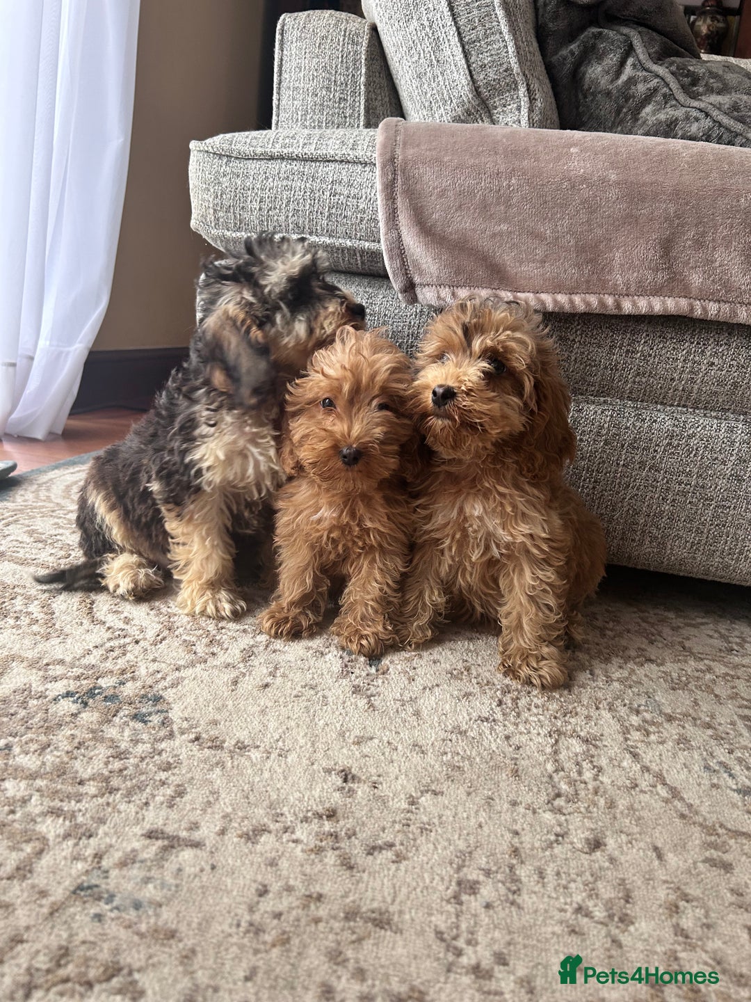 Cockapoo dogs for sale: F1 cocapoos ready to leave in Bishop's Stortford - Image 6