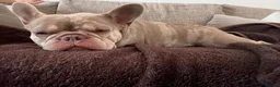 French Bulldog dogs for adoption: Luna - French Bulldog for Adoption in Bristol - Advert 4