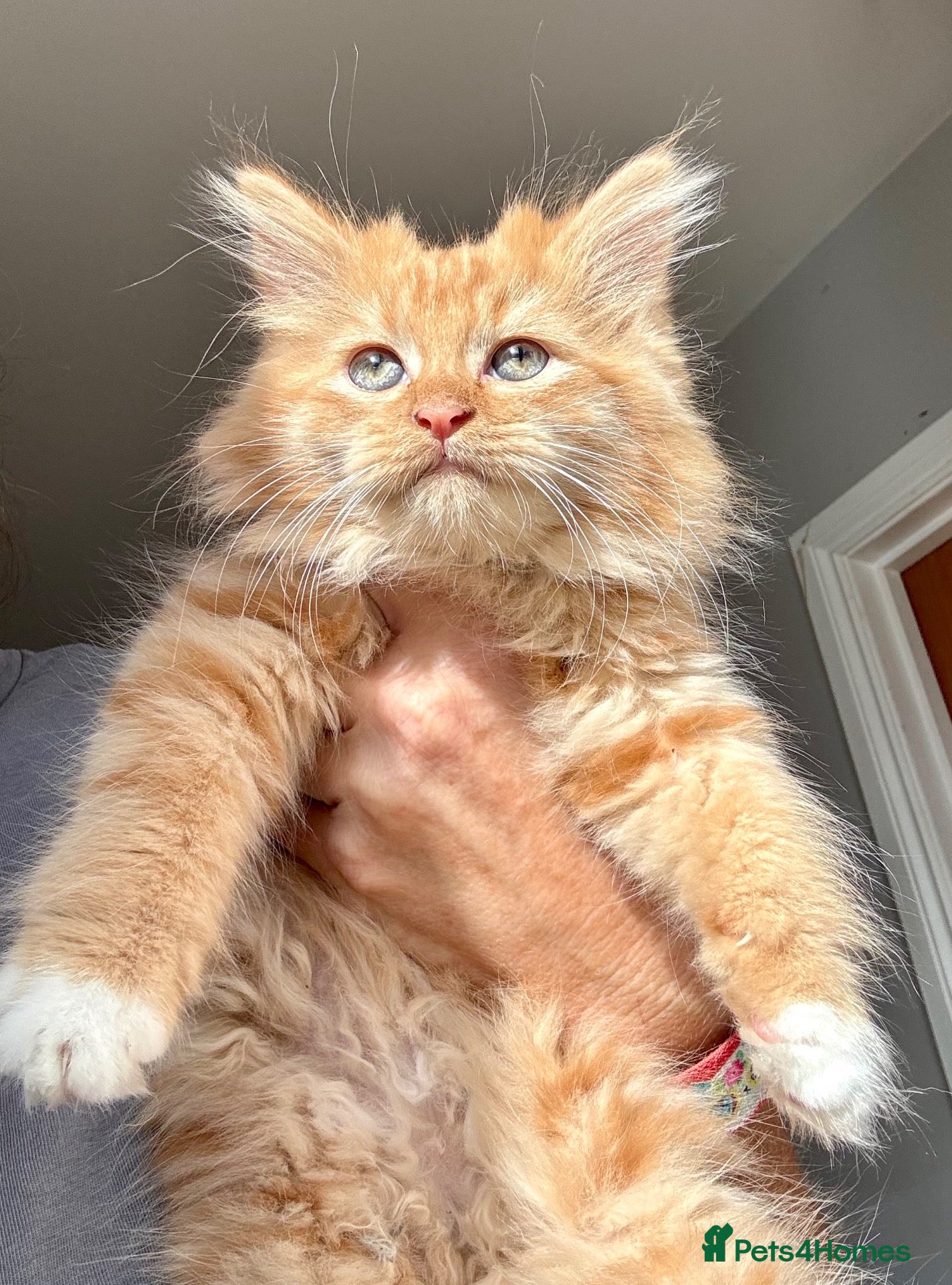 Mixed Breed cats Stunning maine coon cross red girls - Advert 1