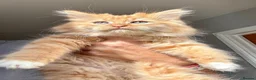 Mixed Breed cats for sale: Stunning maine coon cross red girls - Advert 1