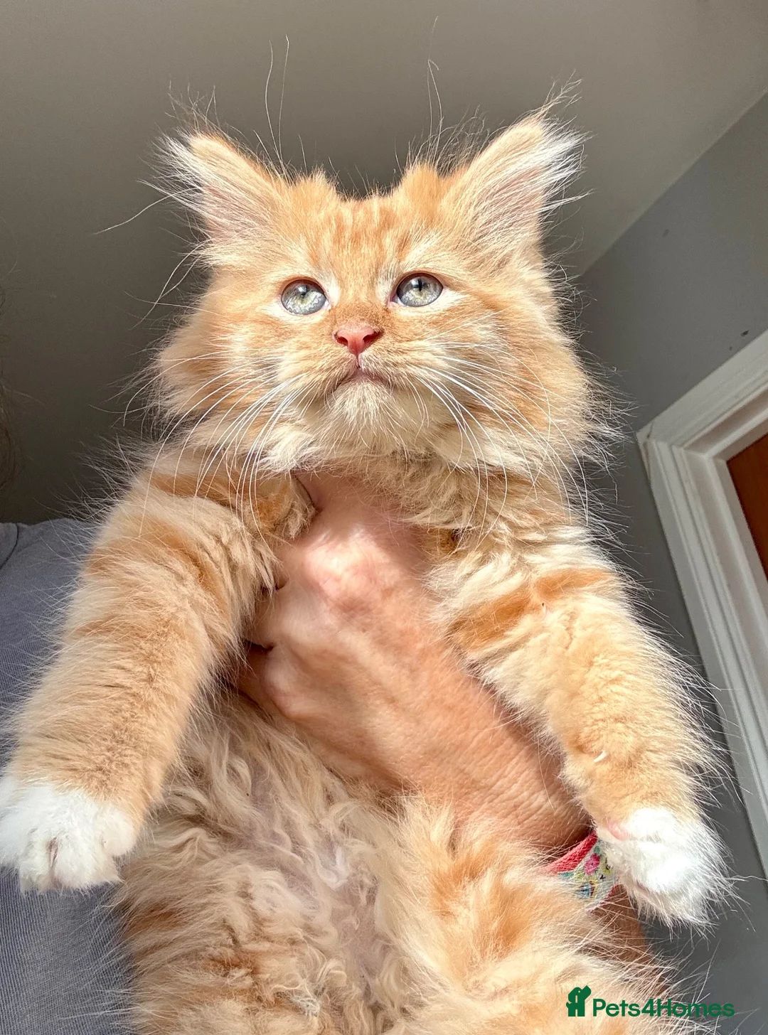 Mixed Breed cats for sale: Stunning maine coon cross red girls - Advert 1
