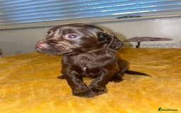 Cocker Spaniel dogs for sale: Beautiful litter  - Image 7