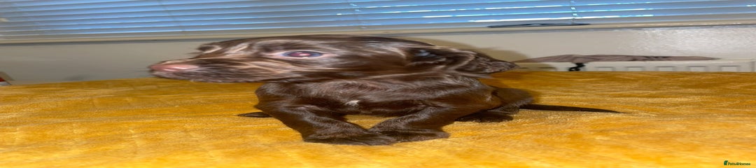 Cocker Spaniel Puppy 2