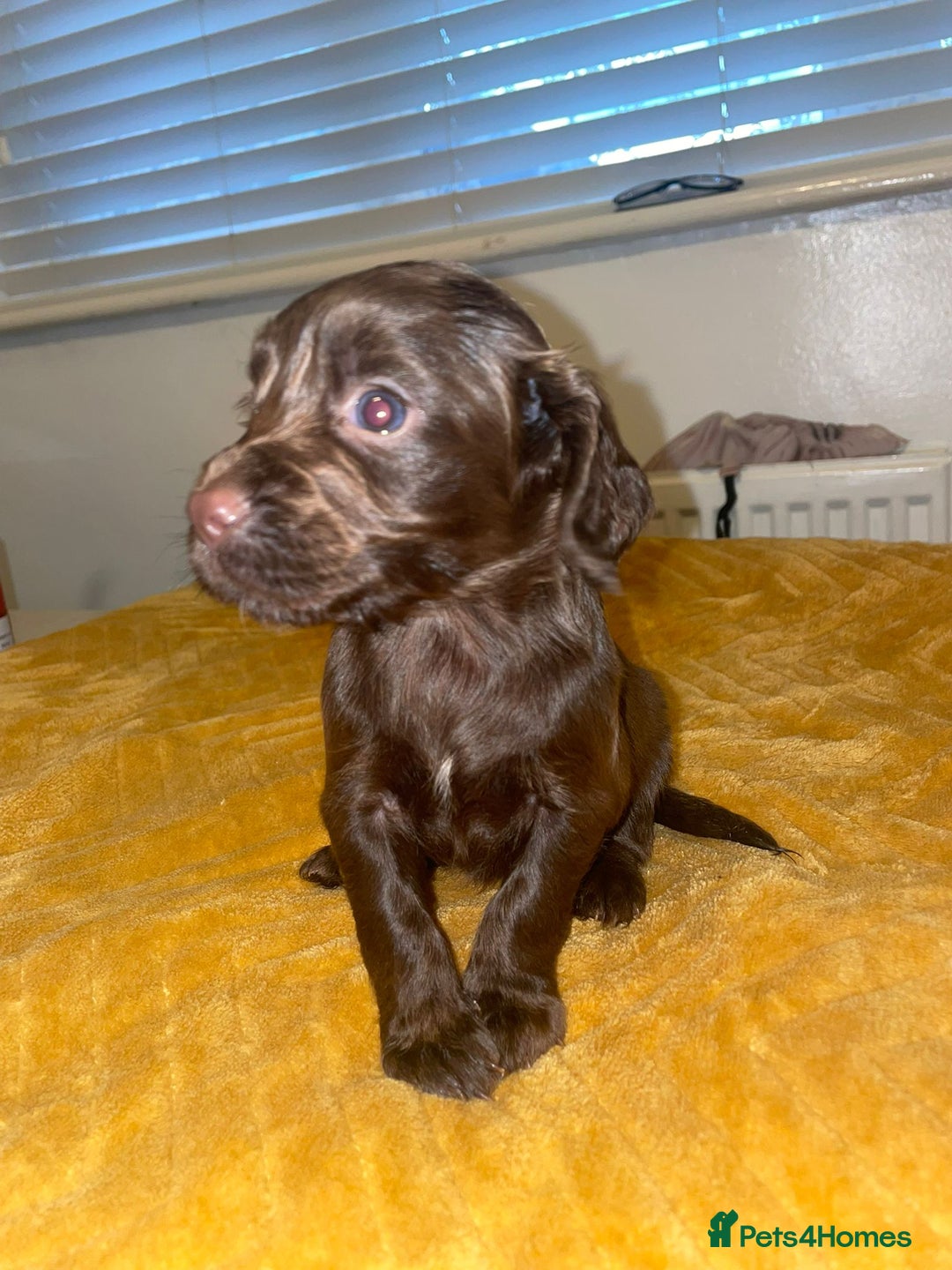Cocker Spaniel dogs for sale: Beautiful litter  - Image 7