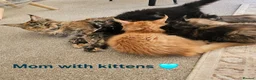 Maine Coon cats for sale: ✨ Meet Our Magnificent Maine Coon Kittens ✨ - Advert 2
