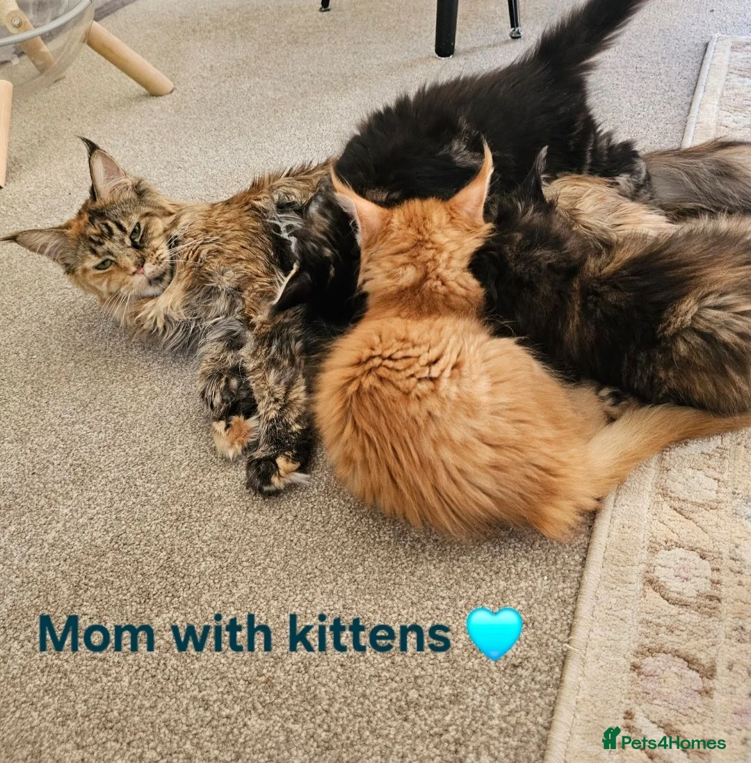 Maine Coon cats for sale: ✨ Meet Our Magnificent Maine Coon Kittens ✨ - Advert 2