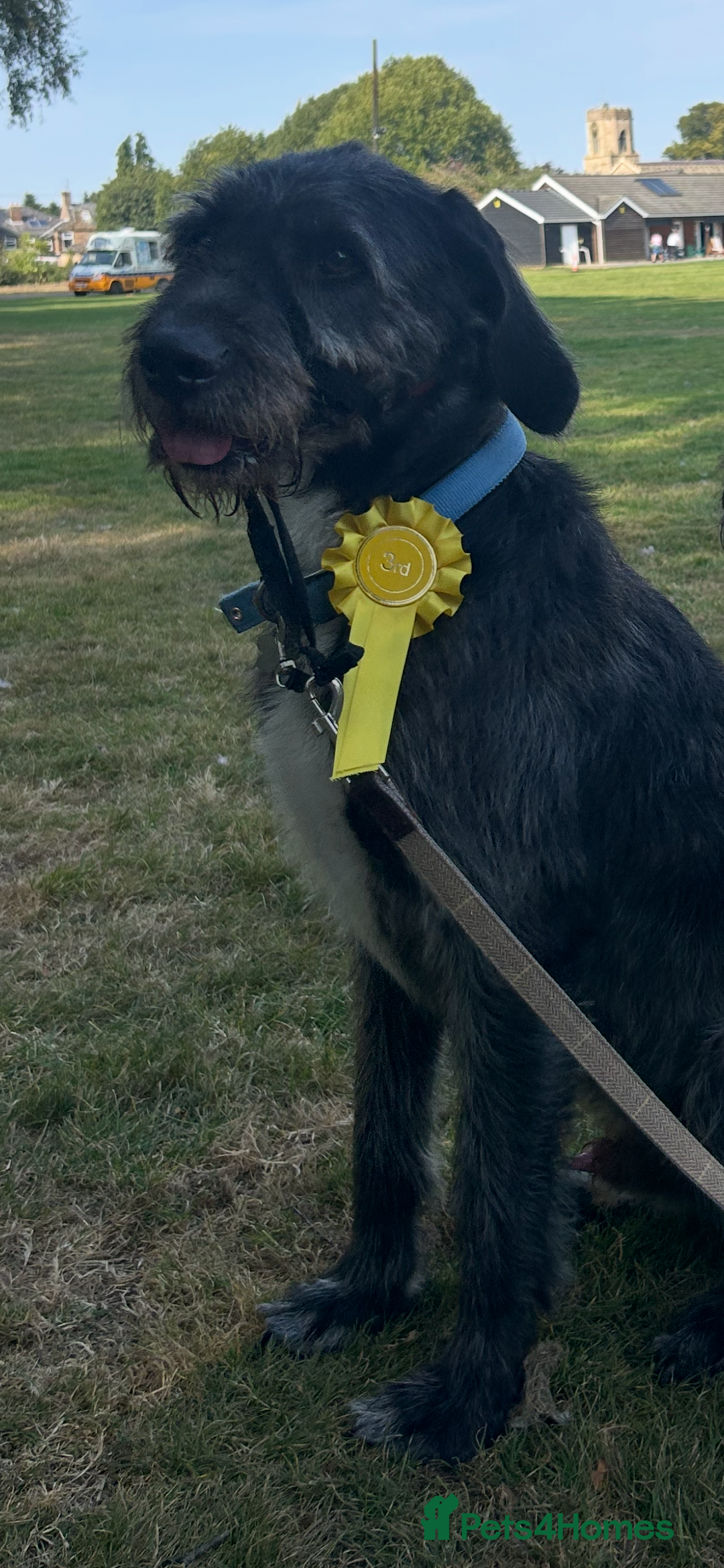 Mixed Breed dogs for sale: Five year old boy up for a new home - Advert 3