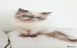 Persian cats for sale: Persian girl rehoming  - Image 10