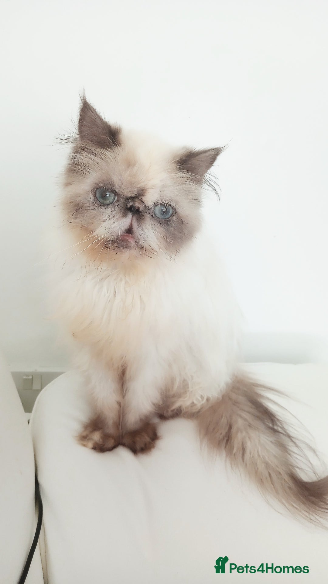 Persian cats for sale: Persian girl rehoming  - Image 10