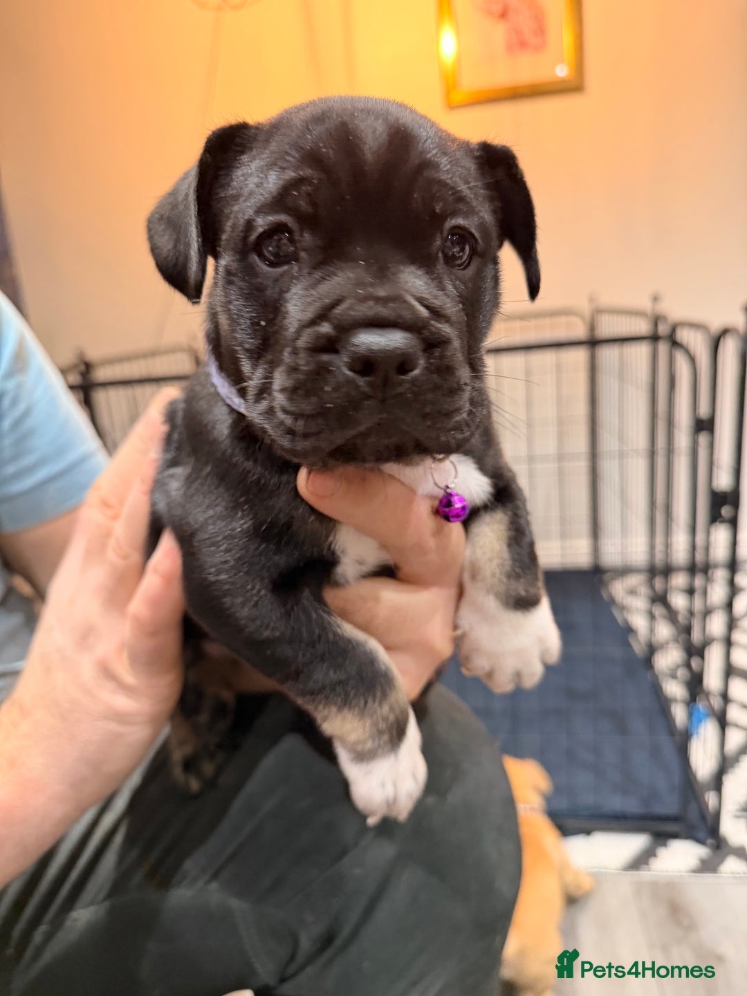 Mixed Breed dogs for sale: American french bully  - Advert 23