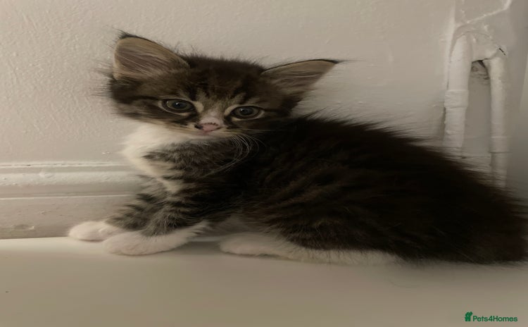 Domestic Shorthair cats - Advert 6