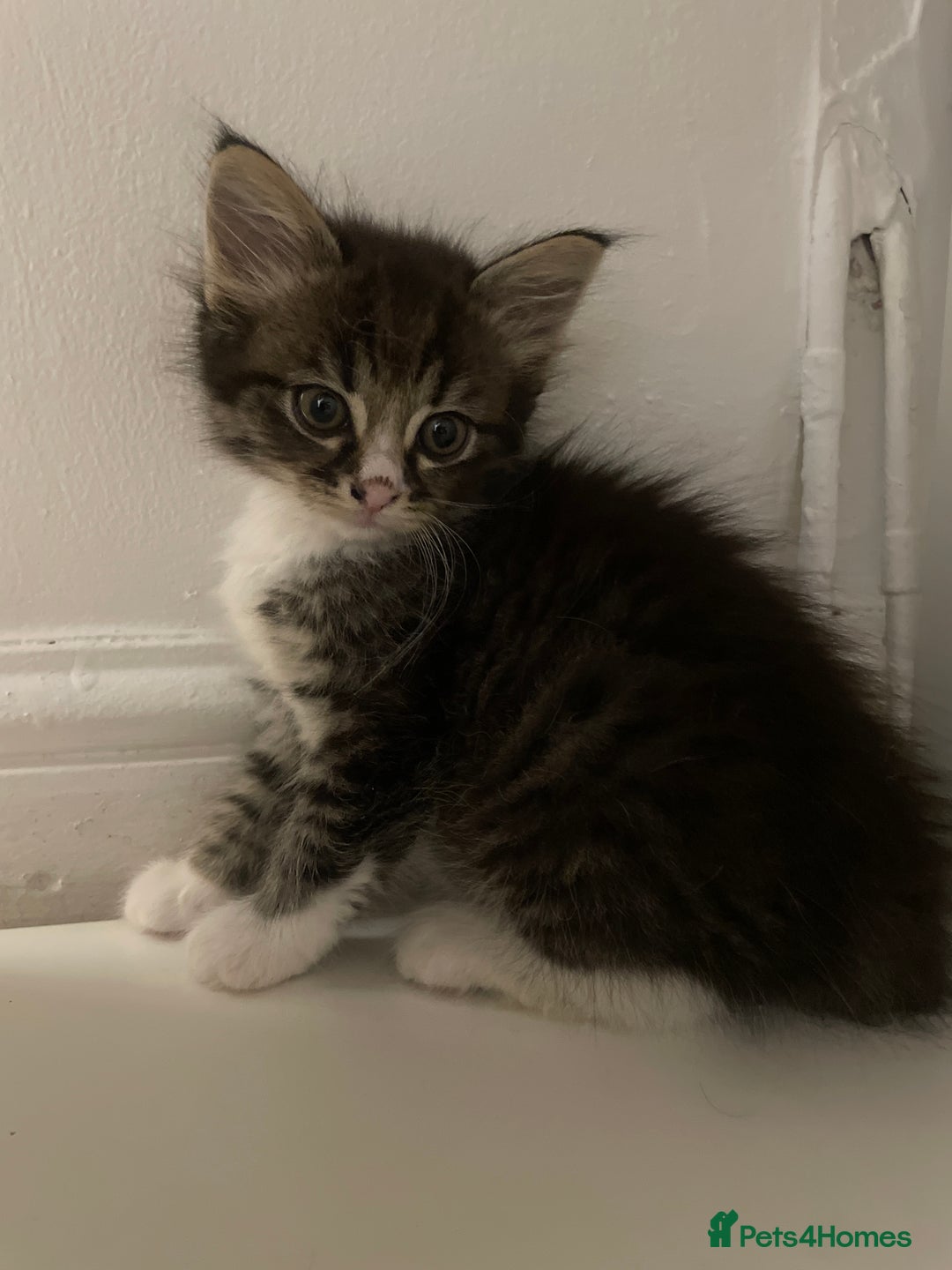 Domestic Shorthair cats for sale: Domestic divas  - Image 1