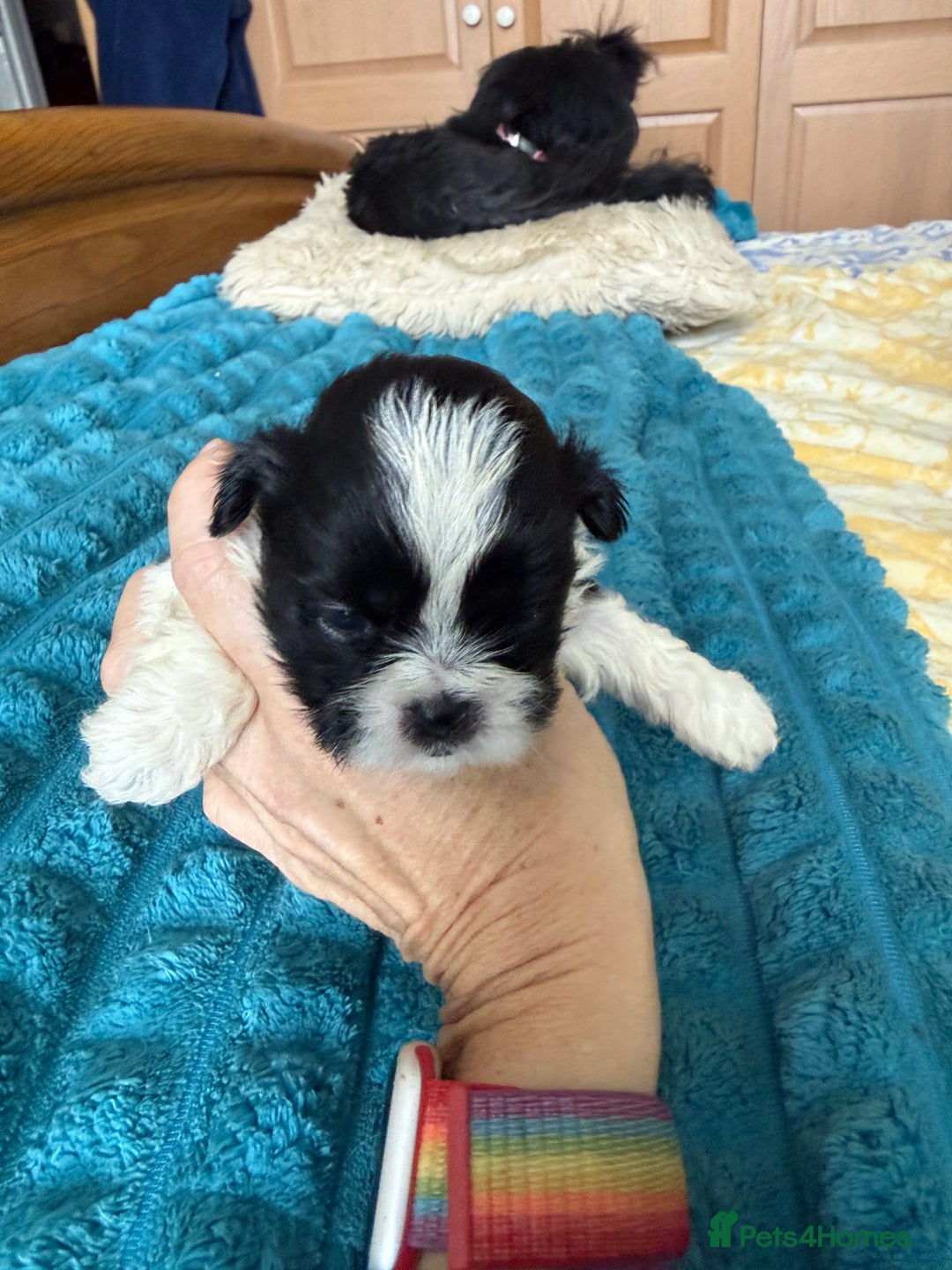 Shih Tzu dogs for sale: Two little boy Shih Tzu looking for their family - Advert 5