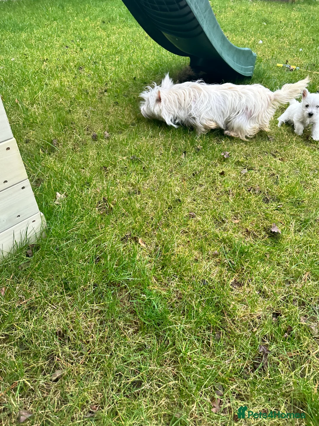 West Highland Terrier dogs for sale: Two Westie babies for sale  - Advert 2