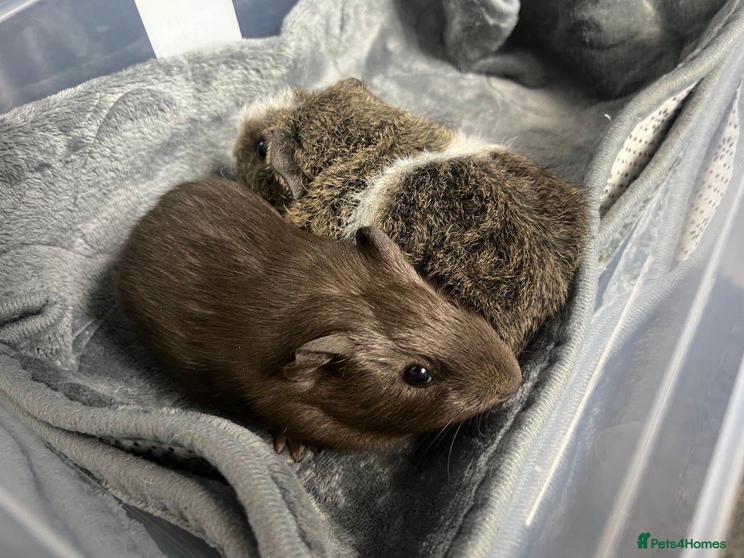 Guinea Pig rodents for sale: Adorable pair of bonded brothers. 5 weeks old  - Advert 6