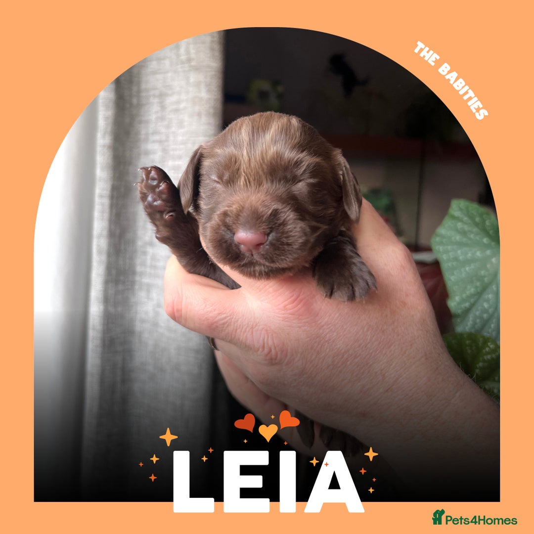 Cocker Spaniel dogs for sale: Working Cocker Spaniels Puppies for sale  - Advert 8