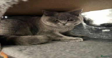 British Shorthair cats - Advert 13