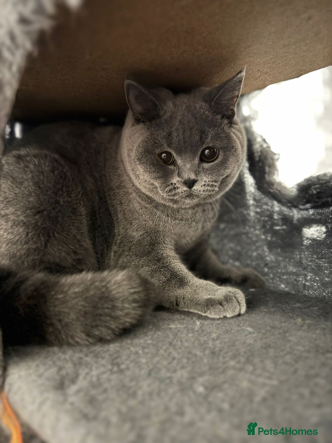 British Shorthair cats for sale: British Shorthair Blue Girls - Image 3