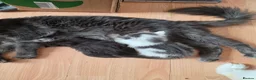 Maine Coon cats for sale: TICA REGISTERED STUNNING KITTENS  - Advert 10