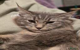 Maine Coon cats for sale: Aurora - Stunning Female Maine Coon - Image 2