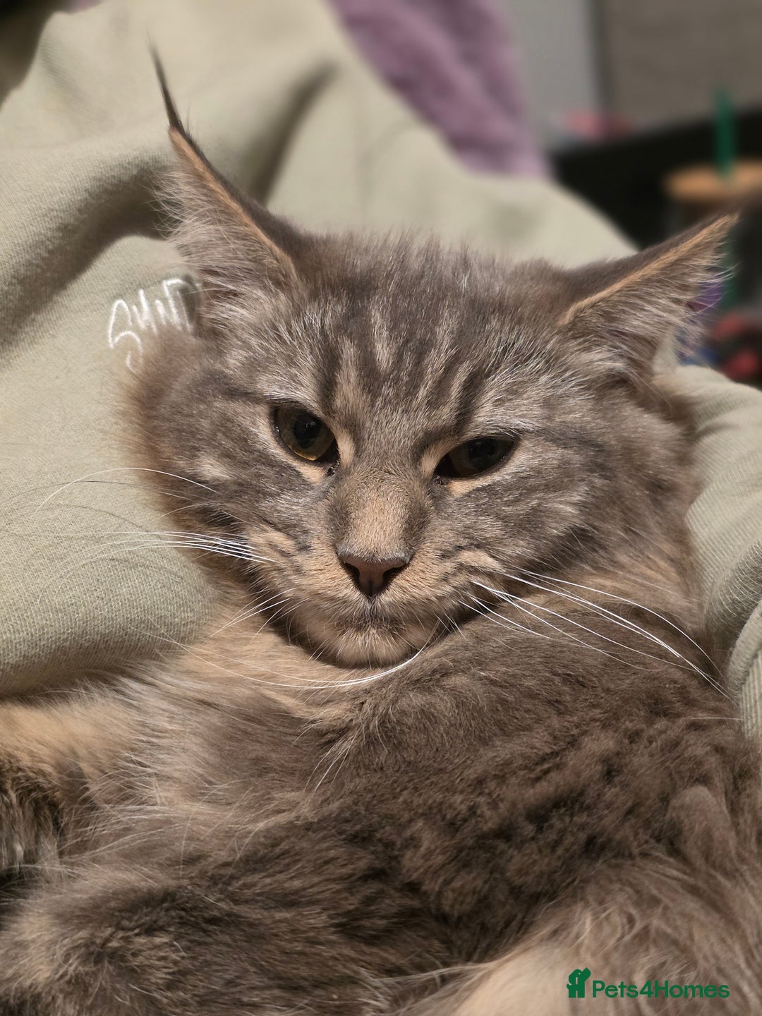 Maine Coon cats for sale: Aurora - Stunning Female Maine Coon - Image 2