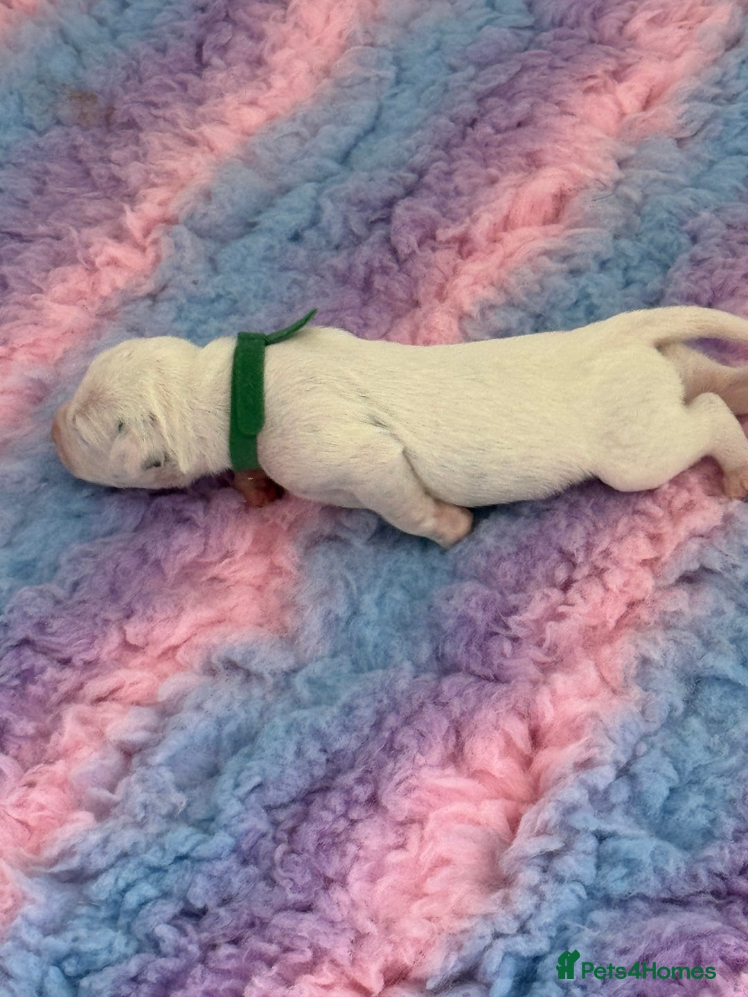 Dalmatian dogs for sale: Stork Delivery! Dalmatian Puppies Due June in Selby - Image 18