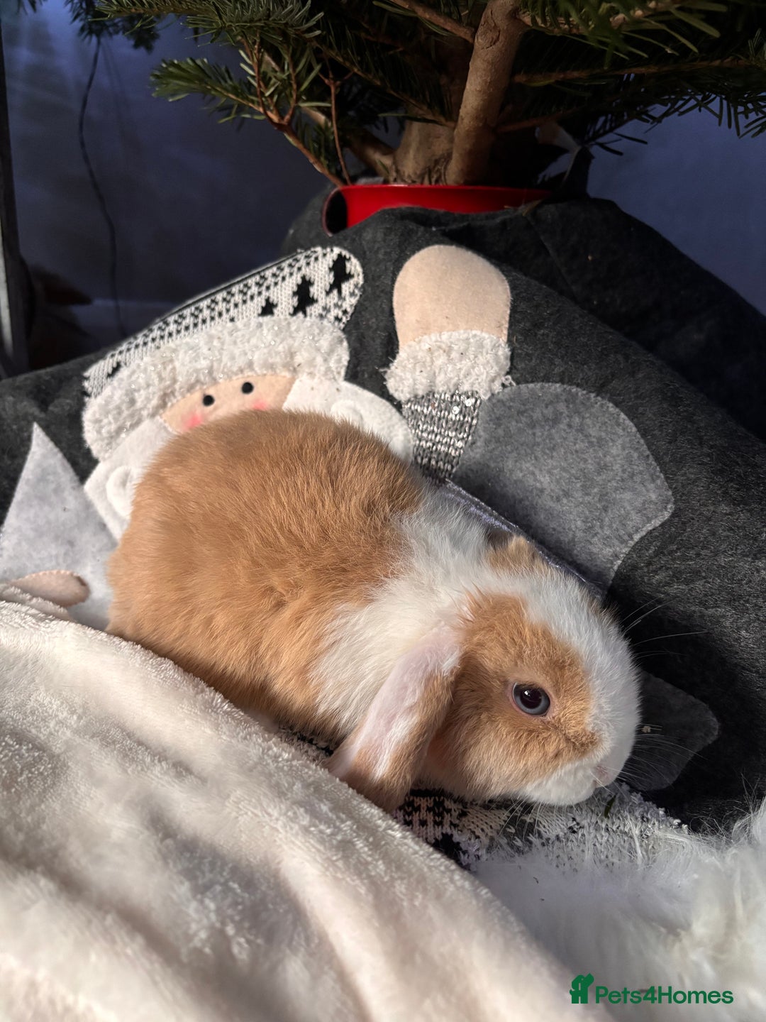 Mini Lop rabbits for sale: purebred Mini Lops  - Advert 15