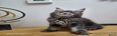 Maine Coon 2