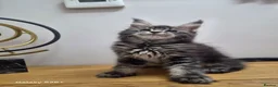Maine Coon cats for sale: Licensed breeder-maine coon  - Advert 6
