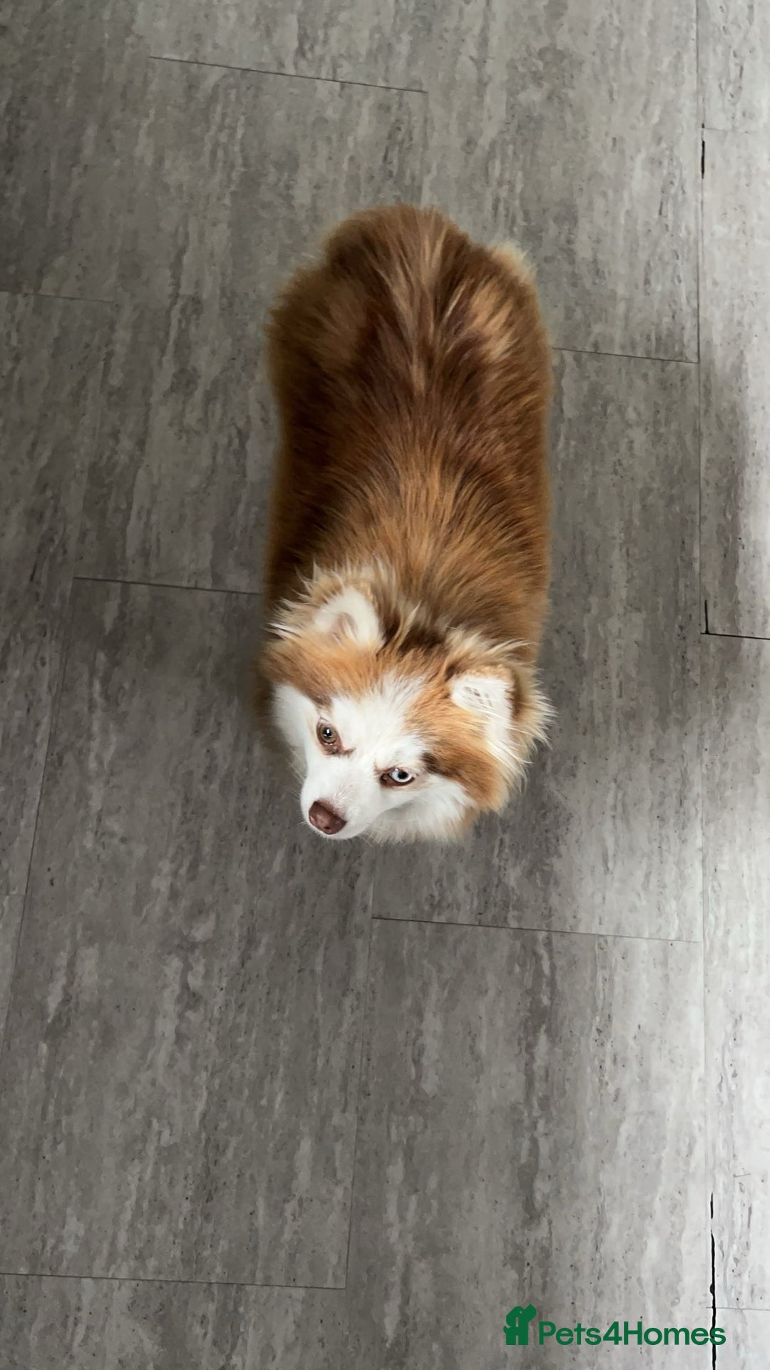 Pomsky dogs for sale: 3 Pomsky Adults  - Image 9